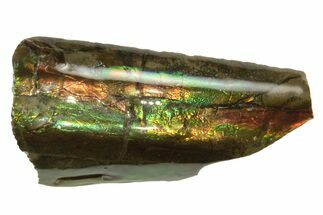 Iridescent Ammolite (Fossil Ammonite Shell) - Alberta, Canada #207172
