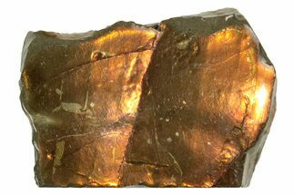 Iridescent Ammolite (Fossil Ammonite Shell) - Alberta, Canada #207178