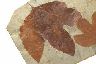 Two Fossil Sycamore Leaves (Platanus) - Montana #212418