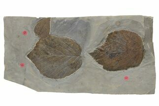 Three Fossil Leaves (Davidia & Zizyphus) - Montana #212426