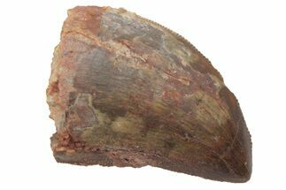 Serrated, Carcharodontosaurus Tooth - Morocco #212522