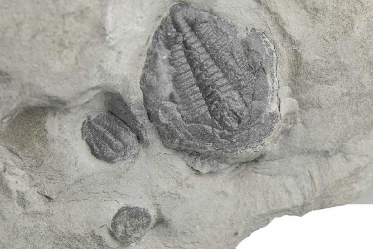Aciculolenus, Wujiajiania & Labiostria Trilobites - Mckay Group ...