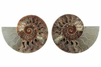 Cut & Polished, Agatized Ammonite Fossil - Madagascar #212924