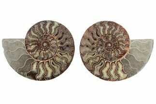 Cut & Polished, Agatized Ammonite Fossil - Madagascar #212933