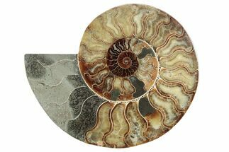 Cut & Polished Ammonite Fossil (Half) - Madagascar #213076