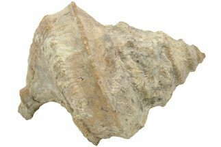 Pennsylvanian Gastropod (Worthenia) Fossil - Texas #212120