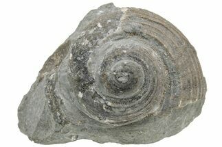 Fossil Pennsylvanian Gastropod (Shansiella) - Kentucky #212165