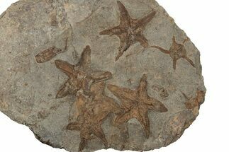 Slab Of Fossil Starfish, Carpoids And A Brittle Star - Morocco #196764