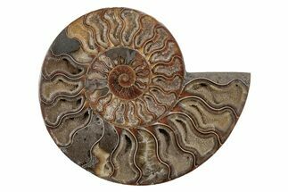 Cut & Polished Ammonite Fossil (Half) - Madagascar #212959