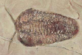 Bavarilla Trilobites With Preserved, Segmented Antennae #213196