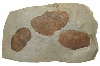 Three Fossil Leaves (Zizyphoides) - Montana #213264