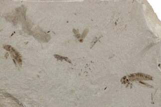 Eocene Fossil Crickets (Orthoptera) - Green River Formation #213386