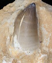 Mosasaur Tooth In Rock #13134