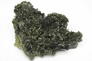 Lustrous Epidote Crystals on Actinolite - Pakistan #213446