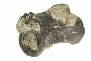 Permian Eryops megacephalus giant amphibian tooth fossil Oklahoma predator 1/bid 