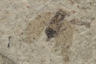 Fossil Moth (Lepidoptera) - Green River Formation #213885