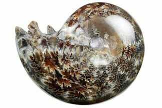 Polished Agatized Ammonite (Phylloceras?) Fossil - Madagascar #213770