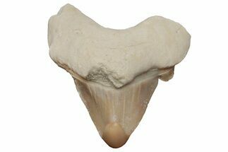 Pathological Otodus Shark Tooth - Morocco #213909