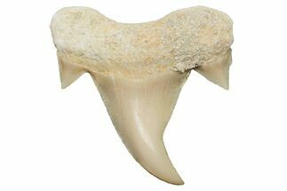 Pathological Otodus Shark Tooth - Morocco #213910