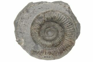 Ammonite (Dactylioceras) Fossil - England #211637