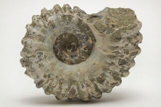 Bumpy Ammonite (Douvilleiceras) Fossil - Madagascar #205039