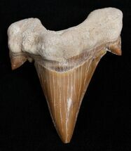 High Quality Otodus Fossil Shark Tooth (ON EBAY) #2223