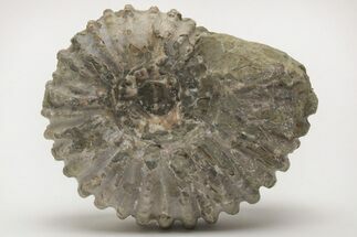 Bumpy Ammonite (Douvilleiceras) Fossil - Madagascar #205054