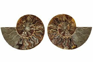 Cut & Polished, Agatized Ammonite Fossil - Madagascar #206837