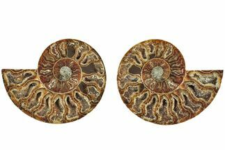 Cut & Polished, Agatized Ammonite Fossil - Madagascar #206839
