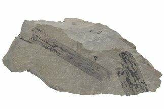 Pennsylvanian Fossil Flora Plate - Kentucky #214150