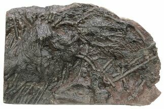 Silurian Fossil Crinoid (Scyphocrinites) Plate - Morocco #214242