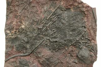 Silurian Fossil Crinoid (Scyphocrinites) Plate - Morocco #214251
