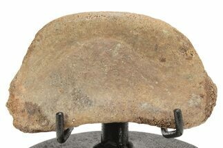 Hadrosaur (Edmontosaur) Phalange With Metal Stand - Wyoming #214253
