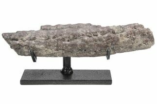 Fossil Phytosaur Jaw Section With Metal Stand - Arizona #214259