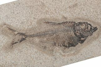 Fossil Fish (Diplomystus) - Green River Formation #214103