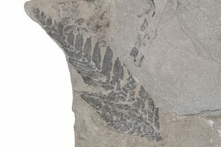 Pennsylvanian Fossil Seed Fern (Neuropteris) Plate - Kentucky #214207