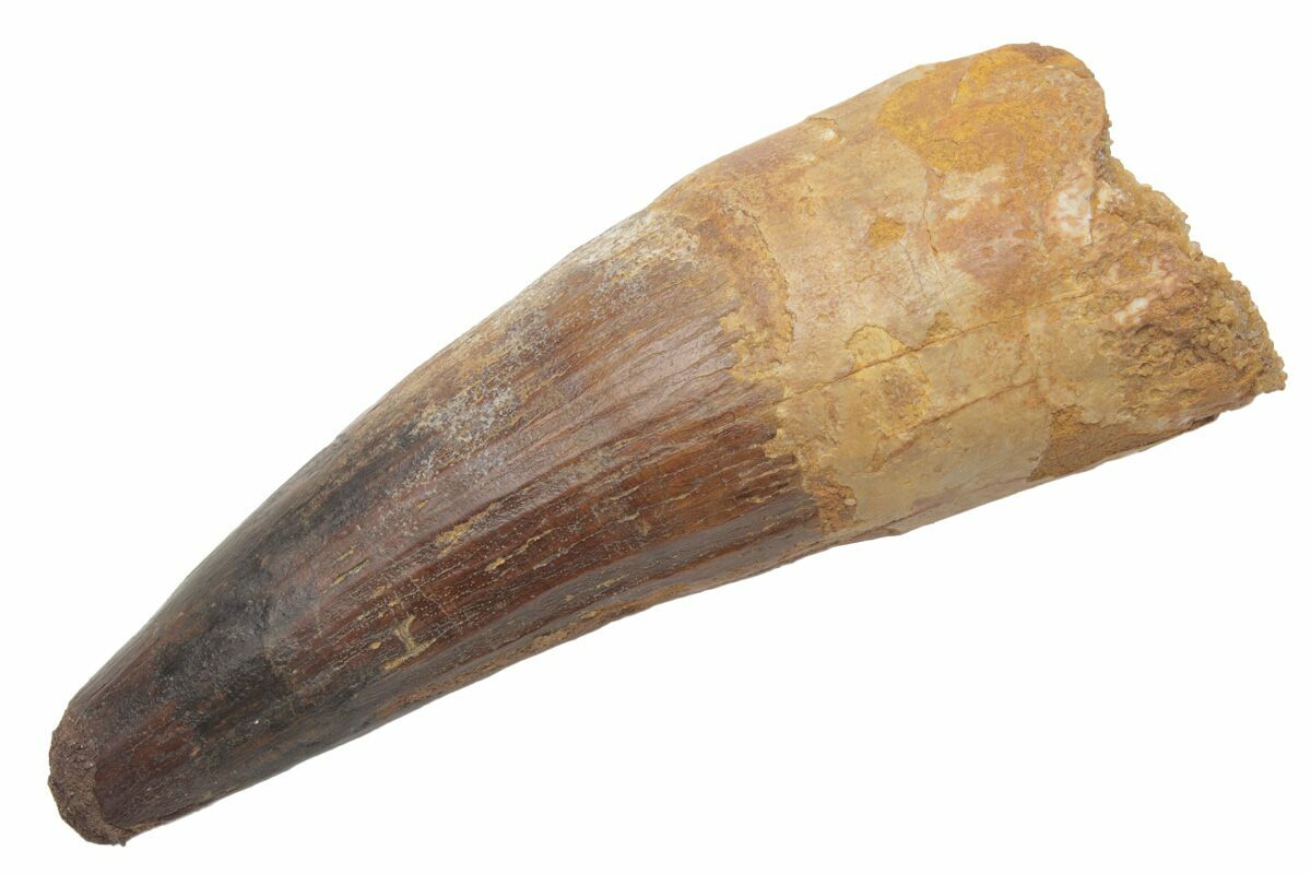 4-5  INCHES LONG **OUR CHOICE!! GENUINE SPINOSAURUS DINOSAUR TOOTH APPROX 