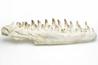 Fossil Mosasaur Lower Jaws with Twenty-Five Teeth #214399