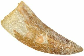 Serrated, Juvenile Carcharodontosaurus Tooth #214425