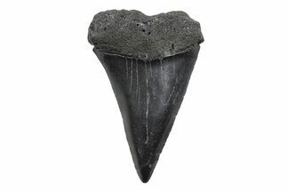 Fossil Broad-Toothed Mako Tooth - South Carolina #214524