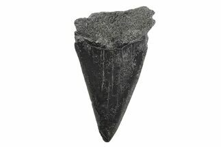 Fossil Broad-Toothed Mako Tooth - South Carolina #214531