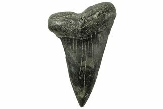 Fossil Broad-Toothed Mako Tooth - South Carolina #214503