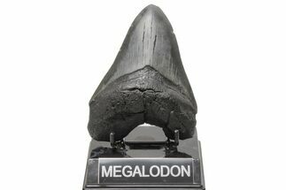 Fossil Megalodon Tooth - South Carolina #214689
