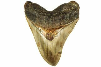 Serrated, Fossil Megalodon Tooth - Indonesia #214775