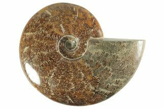 Polished Ammonite (Cleoniceras) Fossil - Madagascar #214814