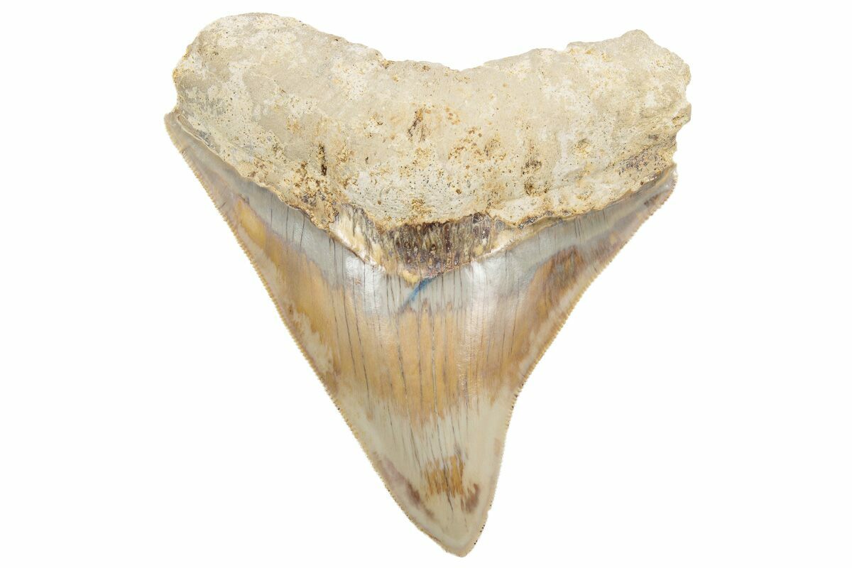 1/2 " 1 1/4 " Small Crocodile Teeth tooth Moroccan Fossil 10 pcs dinosaur 