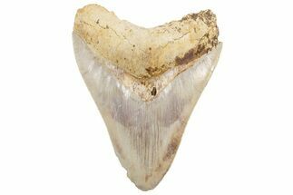Serrated, Fossil Megalodon Tooth - Indonesia #214956