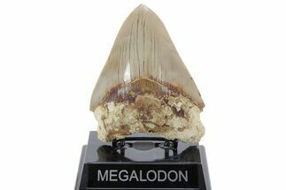 Serrated, Fossil Megalodon Tooth - Indonesia #214975