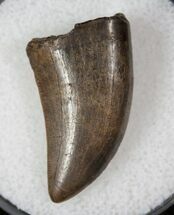 Quality Juvenile T-Rex Tooth - Montana #13262