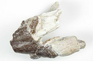 Fossil Primitive Whale (Pappocetus) Molar - Morocco #215132